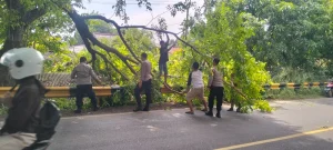Pohon Tumbang di Jalan Raya Lohbener Indramayu Sempat Hambat Lalu Lintas